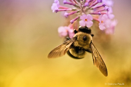 Bee-syness