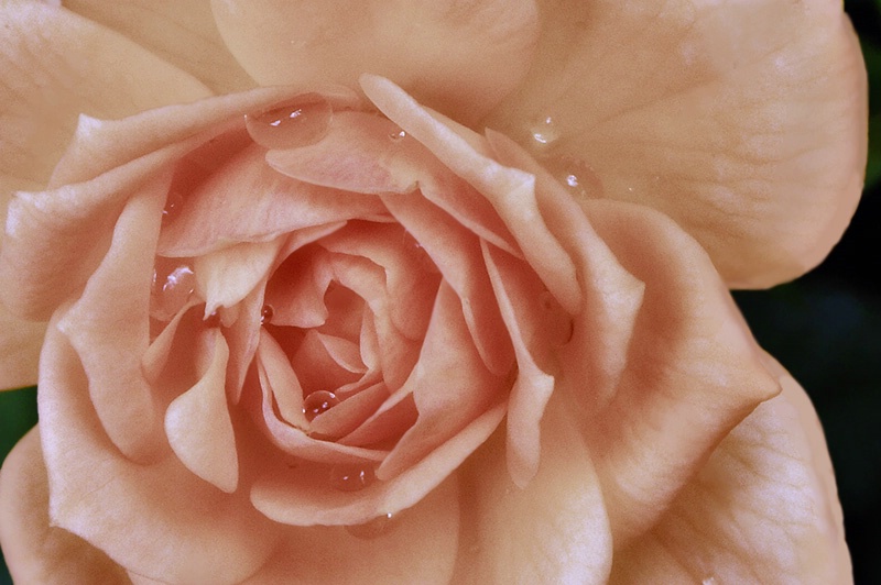 A Pink September Rose