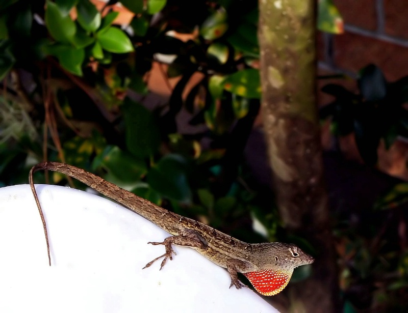 Brown Anole Lizard in Florida