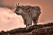 old goat