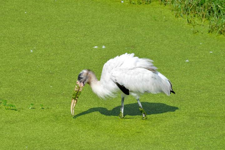 Woodstork 