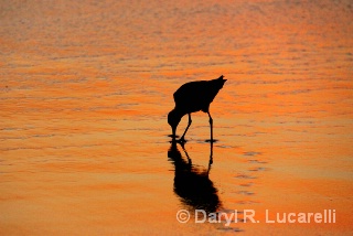Shore walk at sunset - ID: 9095542 © Daryl R. Lucarelli