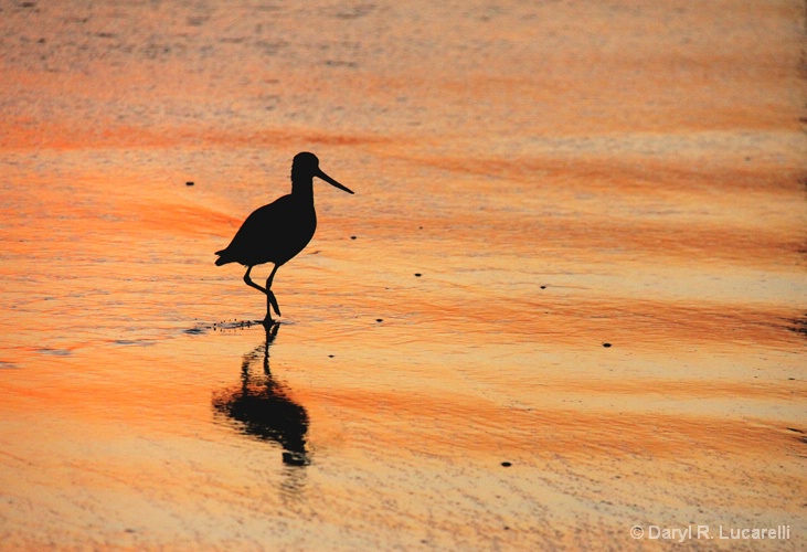 Sandpiper Sunset - ID: 9095543 © Daryl R. Lucarelli