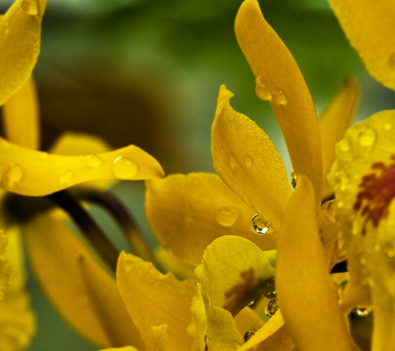 Waterdrop in Yellow