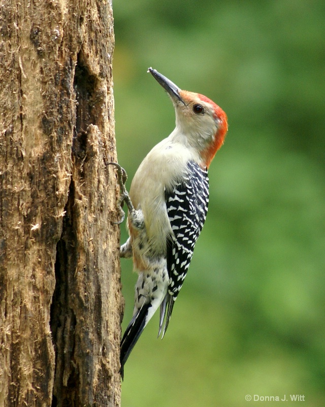 Red-Bellied Woodpecker