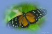 Oil Painting on C...