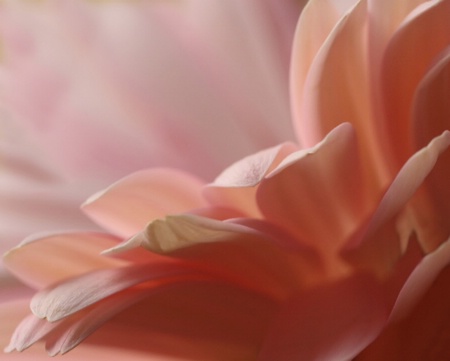 Gerbera Petals