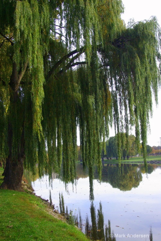 Willow Reflections