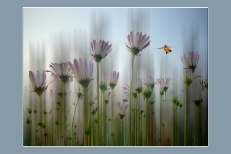 In the Dreams