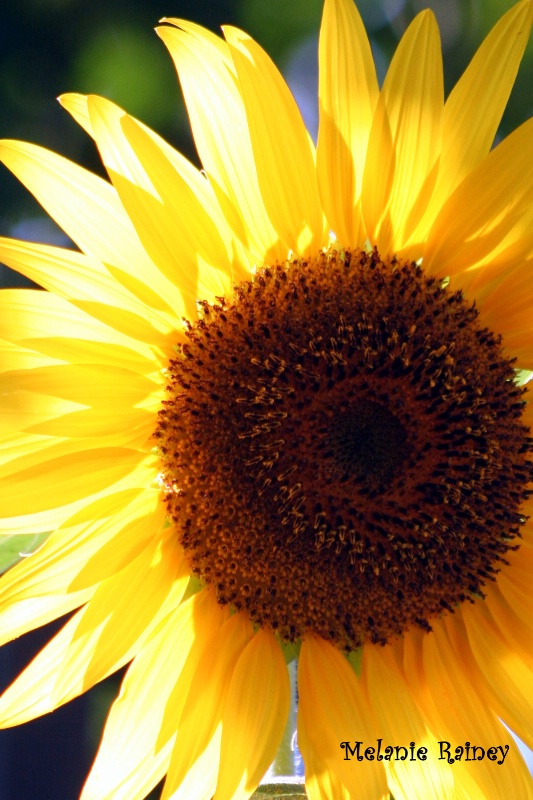 Backlit Sunflower (8817)