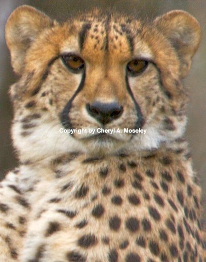 cheetah 1- mg 9599 - ID: 9116803 © Cheryl  A. Moseley