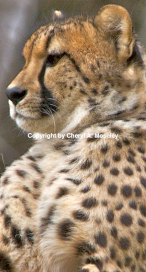 cheetah 2- mg 9600 - ID: 9116804 © Cheryl  A. Moseley