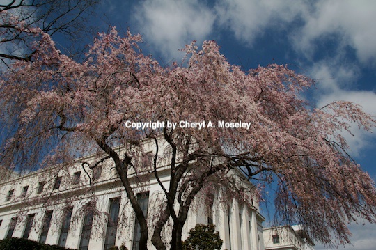 cherry blossom tree wash dc- m - ID: 9116807 © Cheryl  A. Moseley