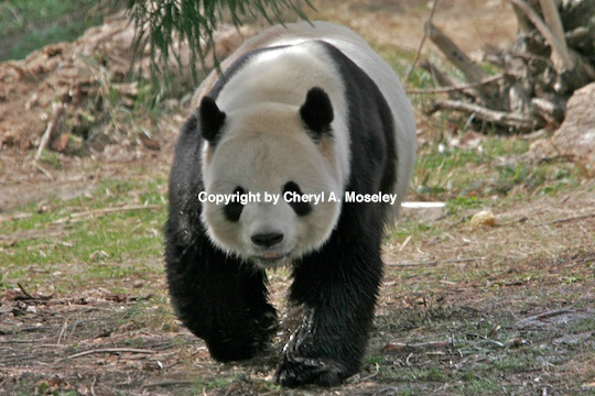 panda adult  1- mg 9437 1  1  - ID: 9116847 © Cheryl  A. Moseley