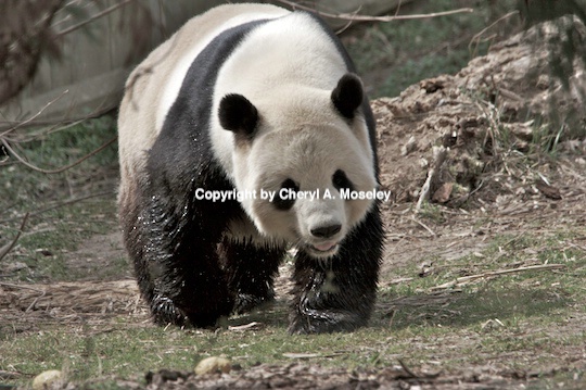 panda adult  2- mg 9440  1  - ID: 9116849 © Cheryl  A. Moseley