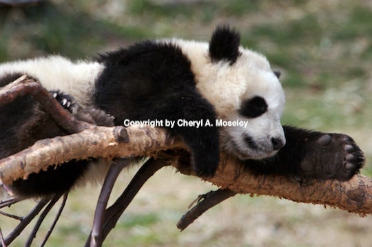 panda in tree  1- mg 9416 - ID: 9116850 © Cheryl  A. Moseley