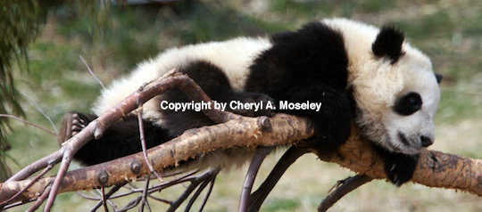 panda in tree  2- mg 9418 - ID: 9116852 © Cheryl  A. Moseley