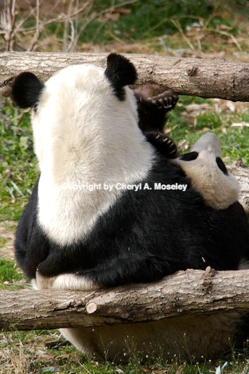 panda mom   baby- mg 9501 - ID: 9116855 © Cheryl  A. Moseley