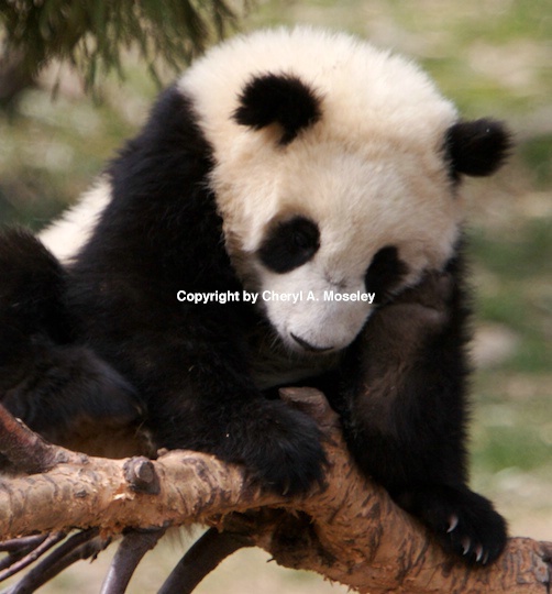 panda sit on branch- mg 9419   - ID: 9116858 © Cheryl  A. Moseley