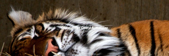 tiger sleeping- mg 9470 - ID: 9116867 © Cheryl  A. Moseley