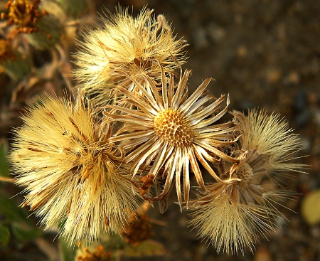 wildflowers 2