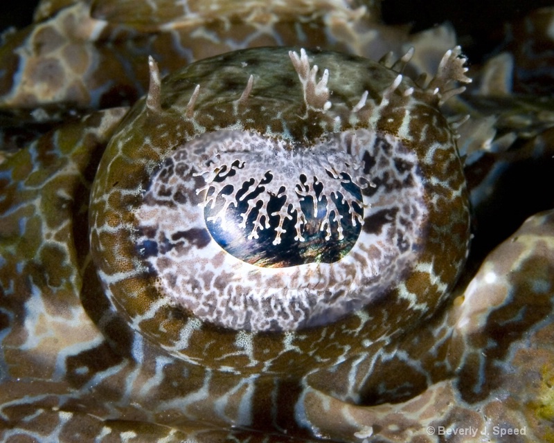 Eye of Crocodilefish