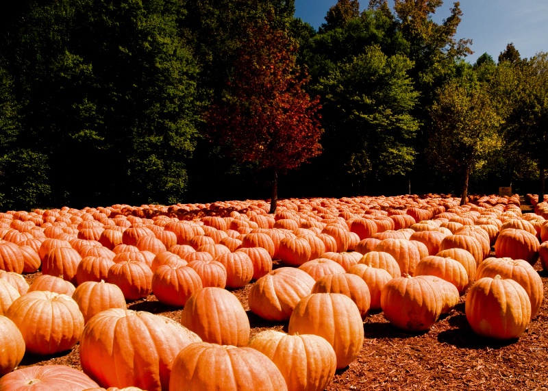 THE GREAT PUMPKIN PATCH.