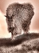 goat coming down