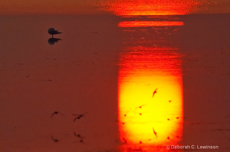 Reflected Sunrise - ID: 9122715 © Deborah C. Lewinson