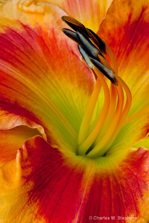 Day Lily  Swirl