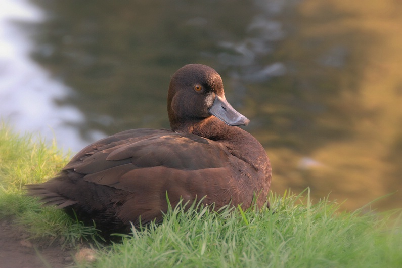 A Brown Duck