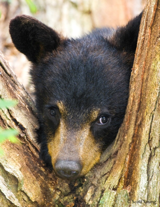 Bear Cub Three; Cades Cove, TN - ID: 9124242 © Richard S. Young