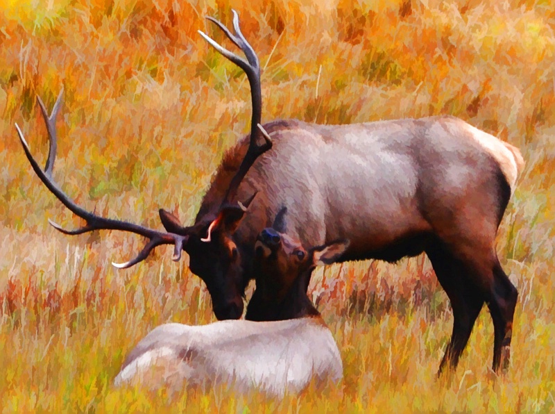union of elk
