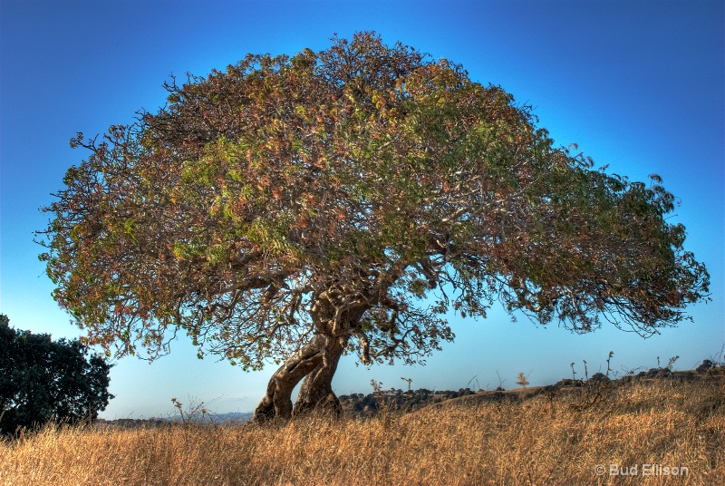 Oak On The Diablo View Trail