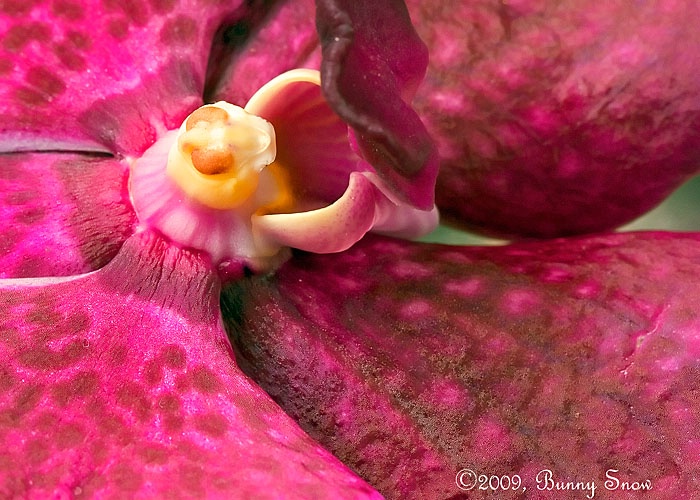 Vanda Orchid, macro