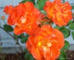 Garden Blooms