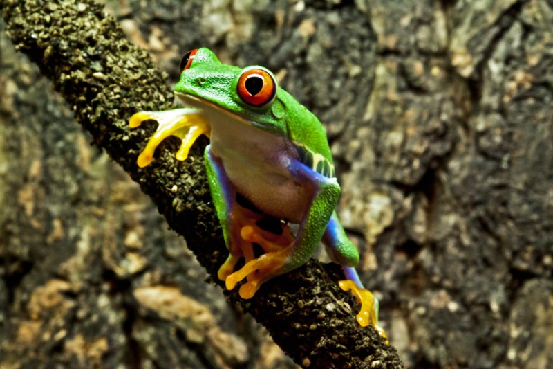 Red Eyed Tree Frog - Male