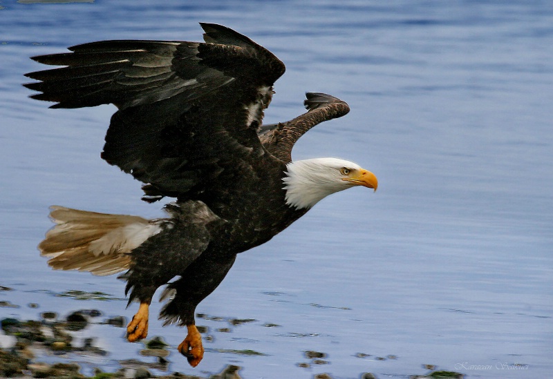 images of eagles at the shore