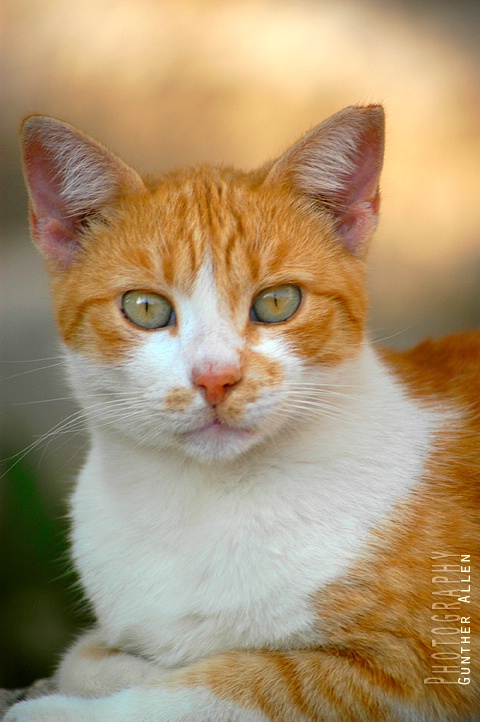 Graveyard Cat of Rhodes