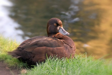 Brown Duck 