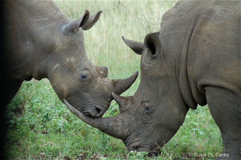 White Rhinocerous - ID: 9135718 © Susie P. Carey