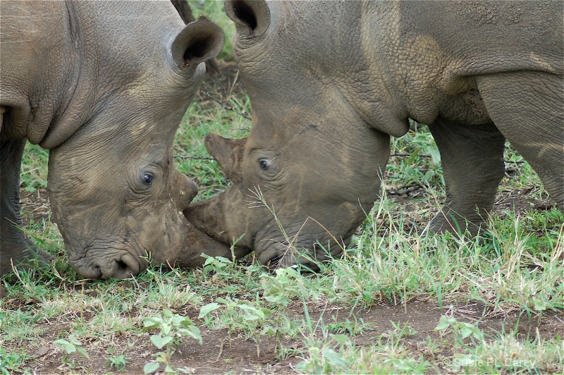 Union of two Rhinos  - ID: 9135737 © Susie P. Carey