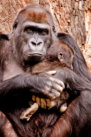 Gorilla & Baby