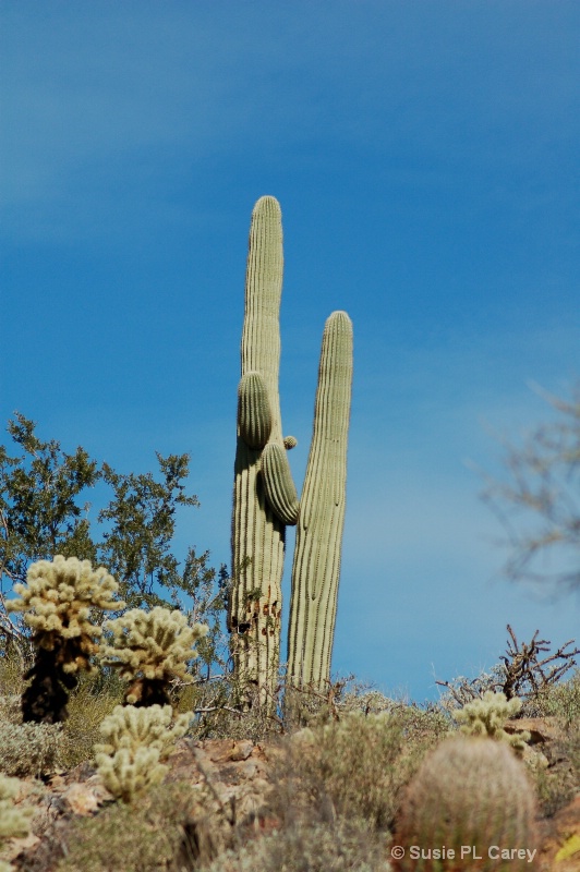 Union of the Saguaro Cactus - ID: 9135819 © Susie P. Carey