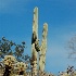 © Susie P. Carey PhotoID # 9135819: Union of the Saguaro Cactus