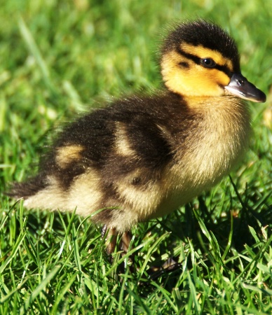 Portrait of a Duckling
