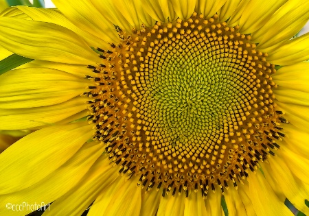 Market Sunflower