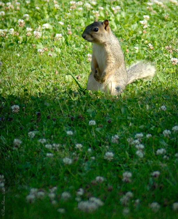 Hmmm -  I Know I Put Those Nuts Somewhere....