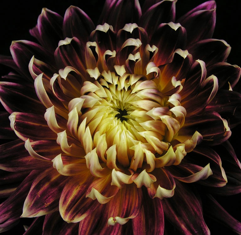 dahlia drama