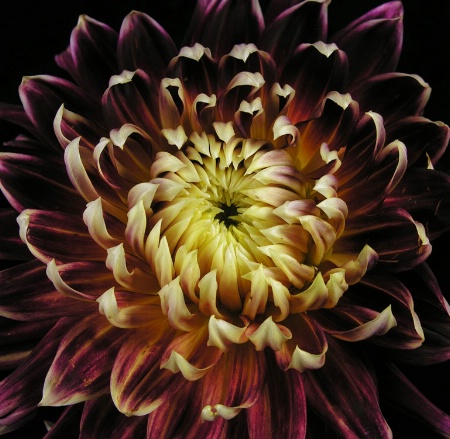 dahlia drama